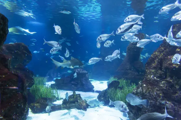 Akvaryumun içinde deniz canlılarıyla dolu bir tank.