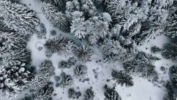 Top Widok Malowniczego Krajobrazu Zamarznięta Ukraina Zimowe Karpaty Las Doliny — Wideo stockowe