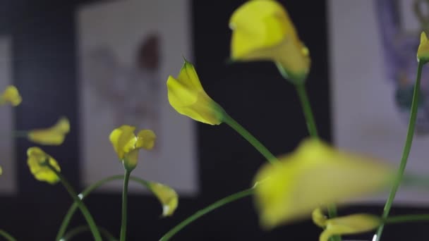 Foco Seletivo Botões Lírios Calos Amarelos Recém Cortados Fundo Paredes — Vídeo de Stock