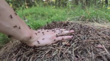 Bir elin üzerinde sürünen karıncaları ve ormanda bir karınca yuvasını kapatın..