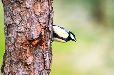 great tit (Parus major) in the autumn entourage. The great tit (Parus major) is a passerine bird in the tit family Paridae.
