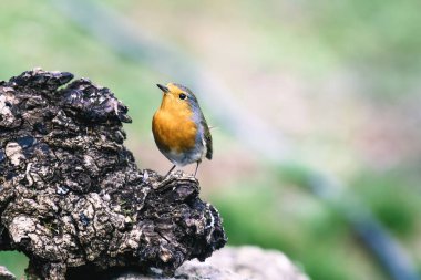 Kırmızı Robin (Erithacus rubecula) kuş baharda bahçeye yaklaşır.