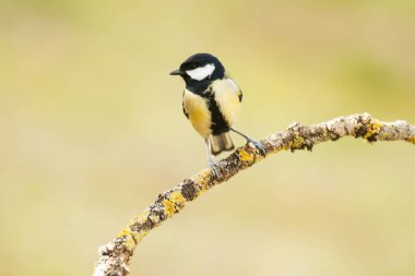 great tit (Parus major) in the autumn entourage. The great tit (Parus major) is a passerine bird in the tit family Paridae.