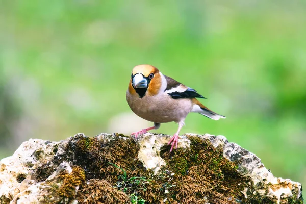 Wild Bird Hawfinch Coccothraustes Coccothraustes Sitting Mossy Tree Stump Wildlife — Stock Photo, Image