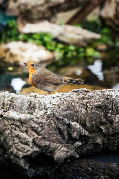 Kırmızı Robin Erithacus Rubecula Kuş Baharda Bahçeye Yaklaşır — Stok fotoğraf