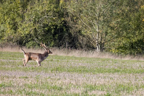Alerta Ciervo Corriendo Través Tierras Cultivo Cerca East Grinstead — Foto de Stock