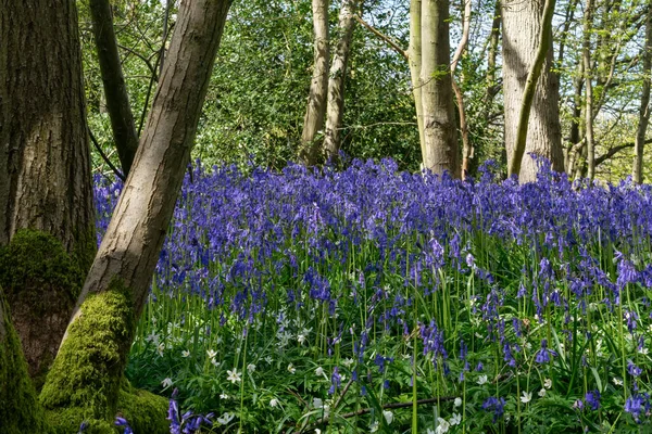 Blauglocken Erhellen Die Landschaft Von Sussex — Stockfoto