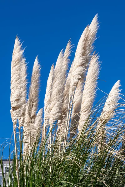 Pampas Grass Mekar Penuh Eastbourne Stok Foto