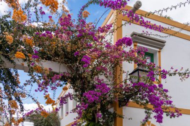PUERTO DE MOGAN, GRAN CANARIA, Kanada - 7 Mart 2022 tarihinde Puerto de Mogan Gran Canaria 'da Bougainvillea' nın çiçek açması