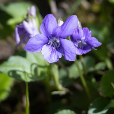 Wood Violet, Viola Riviniana RCHB, Doğu Grinstead yakınlarında bahar güneşinde çiçek açıyor.