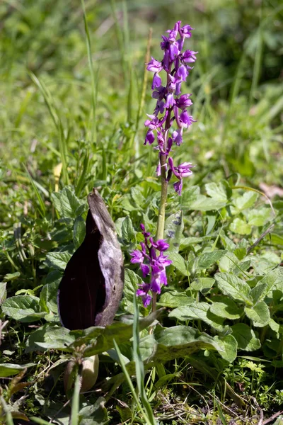 Early Purple Orchid Flowering East Grinstead — Foto Stock