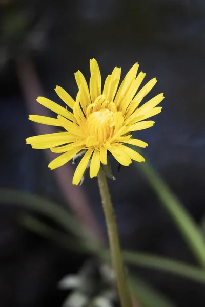 Close Single Dandelion Taraxacum Spring Sunshine — Stock Photo, Image
