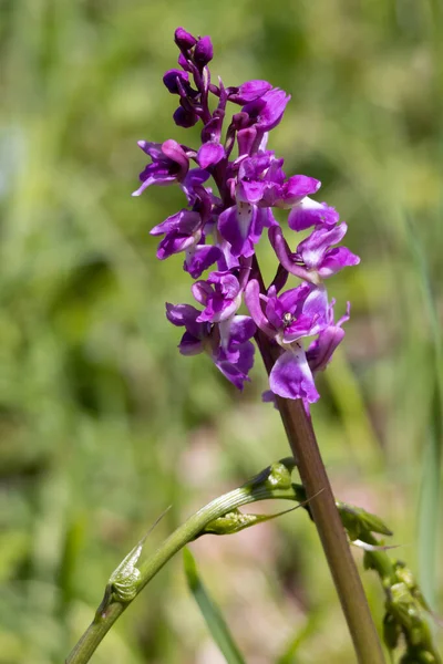 Une Floraison Précoce Orchidée Violette Près East Grinstead — Photo