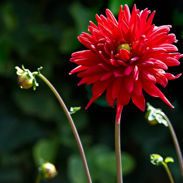 Vibrant Red Dahlia Flowering Summertime — Fotografia de Stock