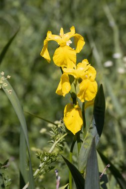 Vahşi Sarı Bayrak, İris psödacorus, Galler kırsalında çiçek açıyor.