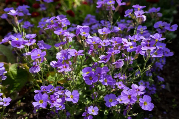 Display Garden Aubrieta Flowering Spring Sunshine — Stock Photo, Image