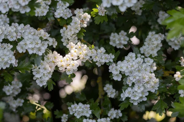 Hawthorn Tree Blossom Bursting Life Warm Spring Sunshine — Stock Photo, Image