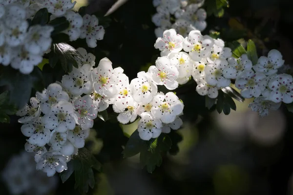 Espino Flor Árbol Irrumpiendo Vida Cálido Sol Primavera —  Fotos de Stock