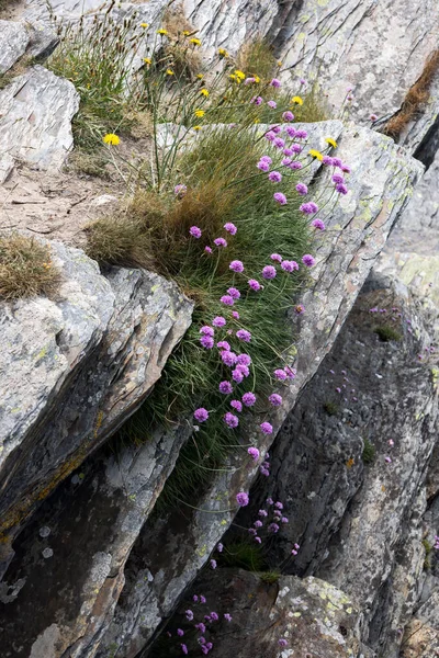 Sea Pinks Growing Rocks Sea Portmeirion — Stock Photo, Image