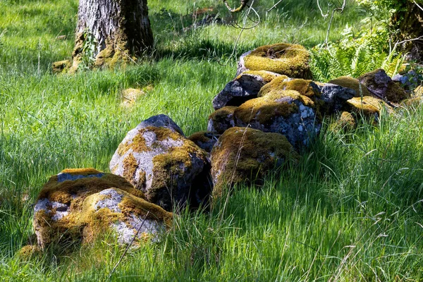 ウェールズの田舎のサンライト モス屋根付きの岩 — ストック写真