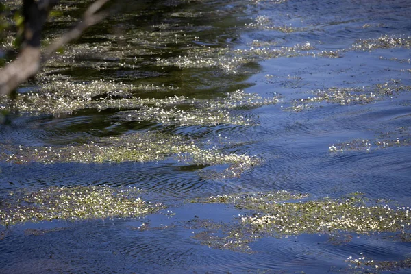 Pied Biche Commun Ranunculus Aquatilis Fleurissant Dans Une Rivière Galloise — Photo