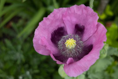 Asyalı pembe Poppy Papaver Padstow, Cornwall 'da çiçek açıyor.