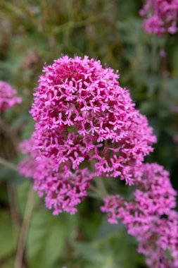 Polzeath, Cornwall 'da kırmızı Valerian çiçekleri