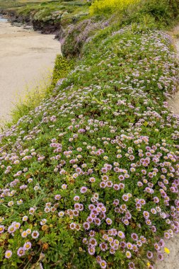 Deniz kenarındaki papatyalar, Erigeron glaucus Ker Gawi, Polzeath Cornwall 'da çiçek açıyor.