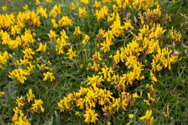 Dyer 's Broom, Genista Tinctoria, Cornwall' da Padstow yakınlarında çiçek açıyor.