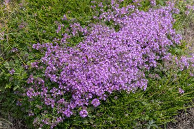 sürünen kekik, Thymus praecox Opiz, Cornwall Padstow yakınlarında çiçek açıyor