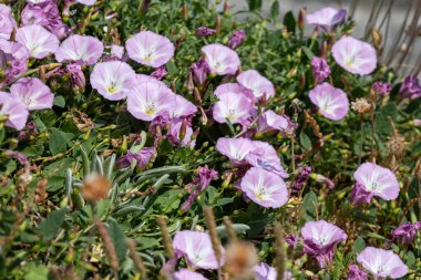 Alan Bindweed, Convolvulus arvensis, Cornwall Trevose Head 'de çiçek açıyor.