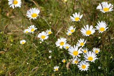 Öküz gözlü Daisy, Leucanthemum vulgare, Cornwall 'da Padstow yakınlarında çiçek açıyor.