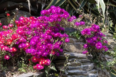 Freeway Iceplant, Carpobrotus edulis, çayırda çiçek açıyor.