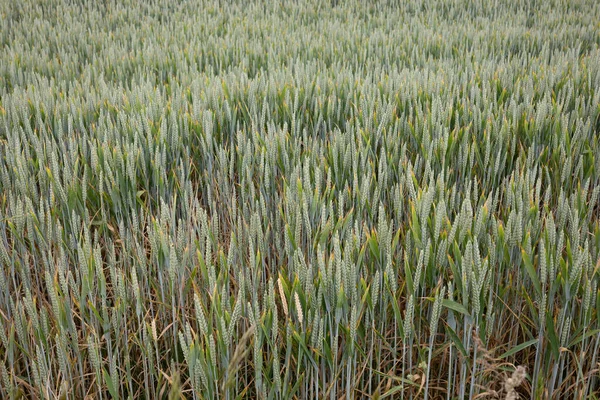 Cornwall Padstow Yakınlarında Buğday Tarlası — Stok fotoğraf