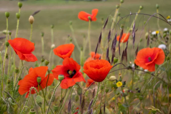 Poppies Flowering Hedgerow Padstow Cornwall — Stock Photo, Image