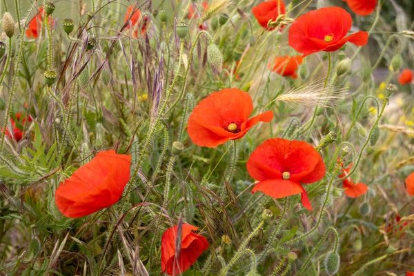 Poppies Flowering Hedgerow Padstow Cornwall — Stock Photo, Image