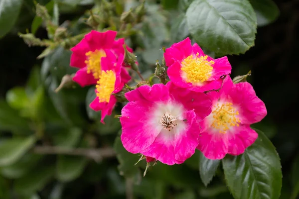 Cultivated Ornamental Dog Rose Flowering Polzeath Cornwall — Stock Photo, Image