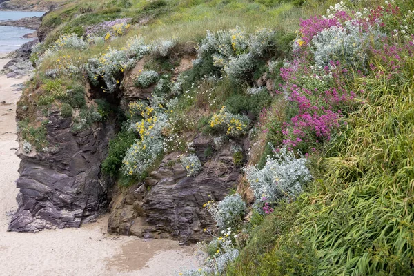 Różne Dzikie Kwiaty Rosnące Krawędzi Klifu Polzeath Cornwall — Zdjęcie stockowe