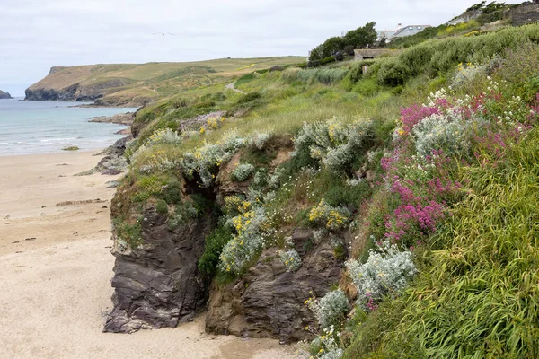 Várias Flores Silvestres Crescendo Borda Penhasco Polzeath Cornwall — Fotografia de Stock