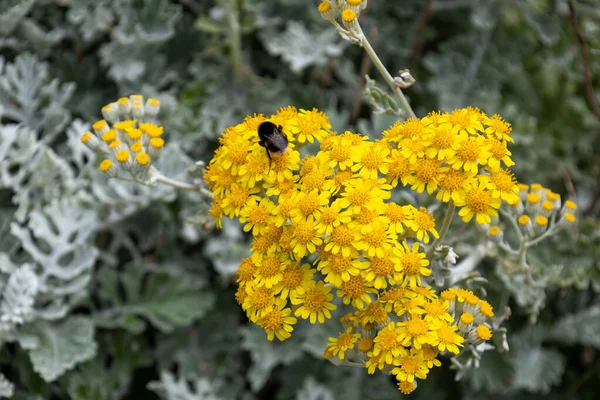 Méhecske Dusty Molnáron Jacobaea Maritima Virágzik Polzeath Cornwallban — Stock Fotó