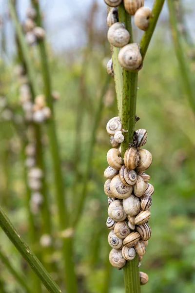 Group Brown Lipped Snails Clinging Stem Polzeath Cornwall — Stock Photo, Image