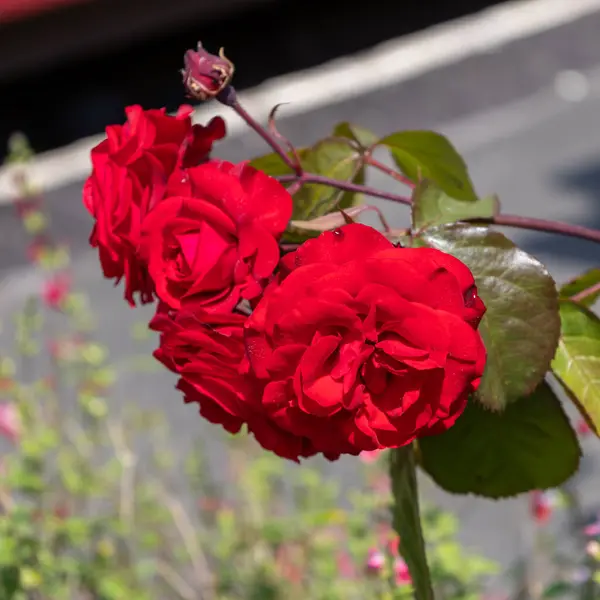 Rosas Vermelhas Flor Bodmin Cornwall — Fotografia de Stock