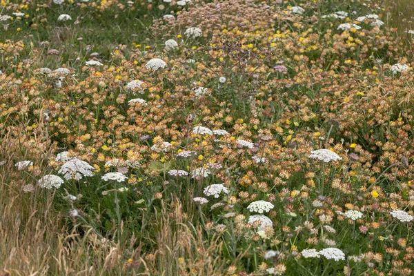 Divoká Květinová Louka Padstow Cornwallu — Stock fotografie
