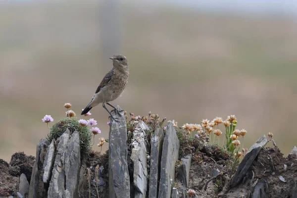 Rock Pipit Anthus Petrosus Resting Stone Wall Padstow — Stock Photo, Image