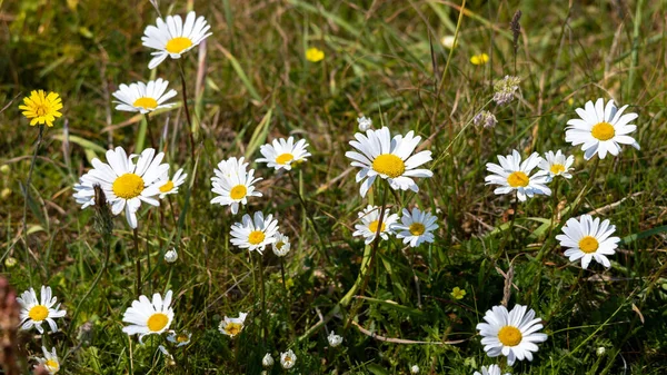 stock image Ox-eye Daisy, Leucanthemum vulgare, flowering near Padstow in Cornwall