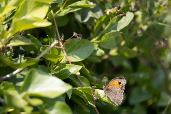 Malý Motýl Heath Coenonympha Pamphilus Odpočívající Rostlině Hawkers Cove Poblíž — Stock fotografie