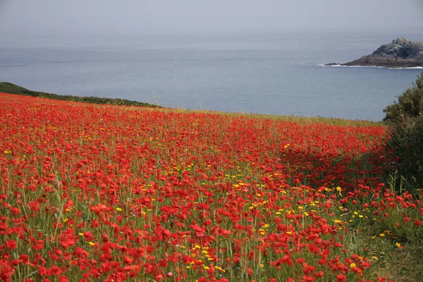 stock image View of Poppies in bloom in a field in West Pentire Cornwall