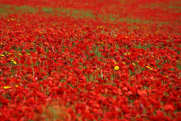 View Poppies Bloom Field West Pentire Cornwall — Stock Photo, Image