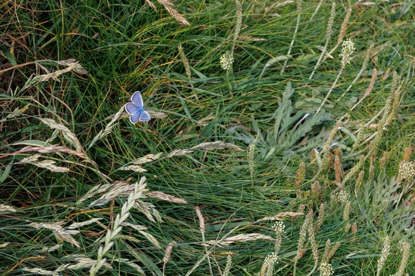 Farfalla Blu Comune Polyommatus Icarus Che Riposa West Pentire Cornovaglia — Foto Stock