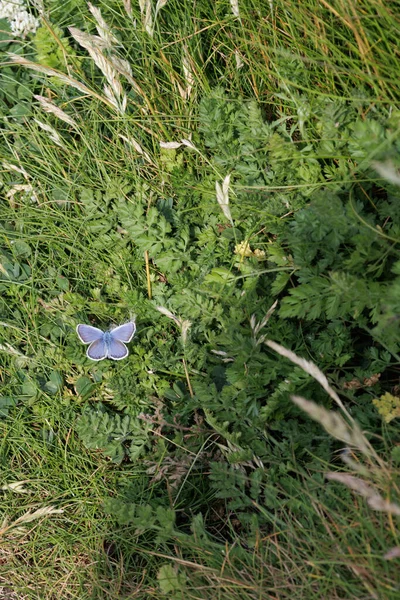 Mariposa Azul Común Polyommatus Icarus Descansando West Pentire Cornwall — Foto de Stock